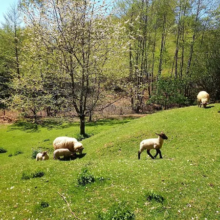 Maison Pres Masevaux Rimbach-pres-Masevaux